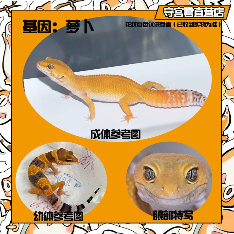 豹纹守宫蜥蜴活物新手入门懒人宠物可爱爬虫易养异宠小型温顺幼体