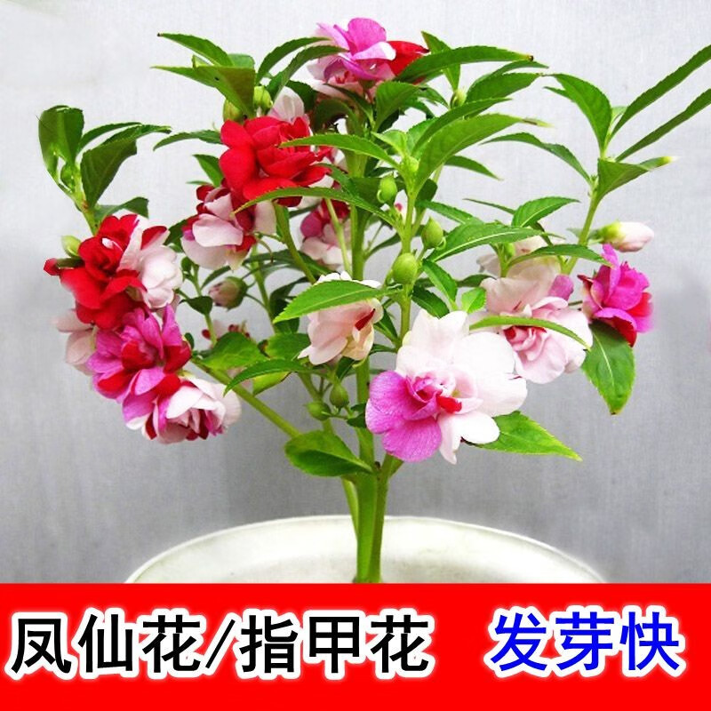 凤仙花种子新采指甲花种子混色防蛇花种籽子庭院室外阳台盆栽花卉 混