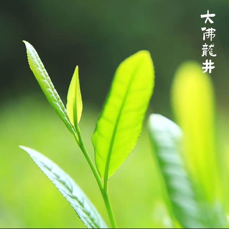 百鸟峥茗明前大佛龙井2024新茶浓香绿茶叶春茶龙井纸包装125g一芽两叶一芽 明前龙井125g*1包