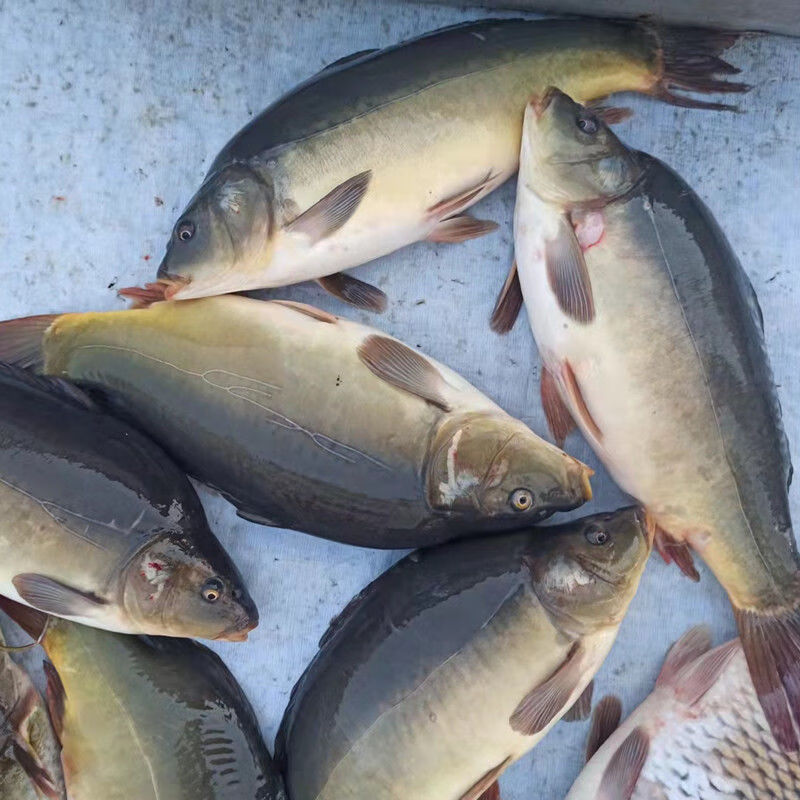 lism 正宗东北三道鳞鱼鲜活速冻黑龙江淡水鱼三道鳞无鳞鱼特产2斤1条