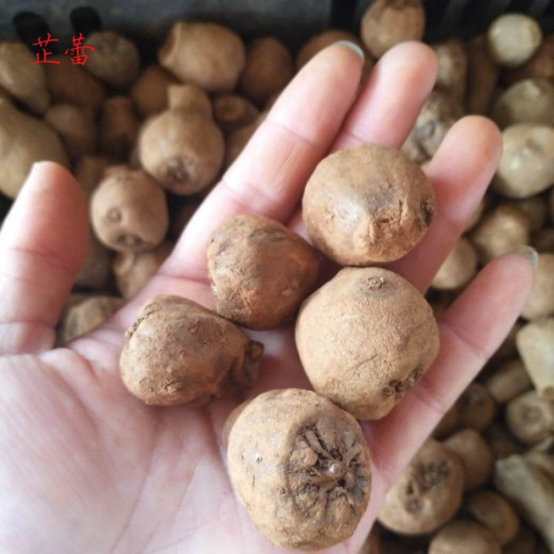 芷蕾魔芋种球原种子 花魔芋种球一斤