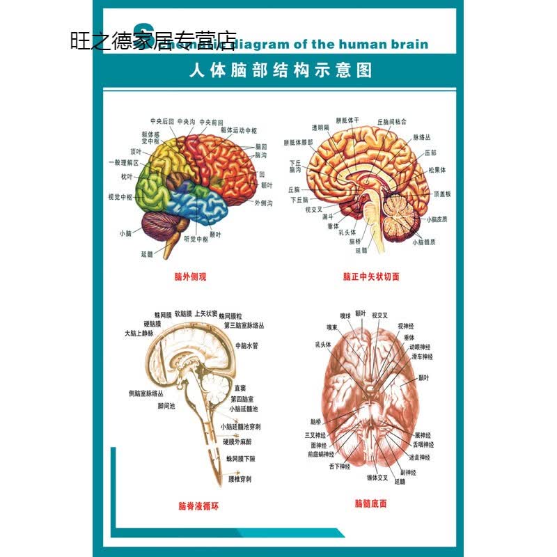 恋品惠人体脑部结构示意图墙贴脑神经血管医院脑科海报脑部解剖知识