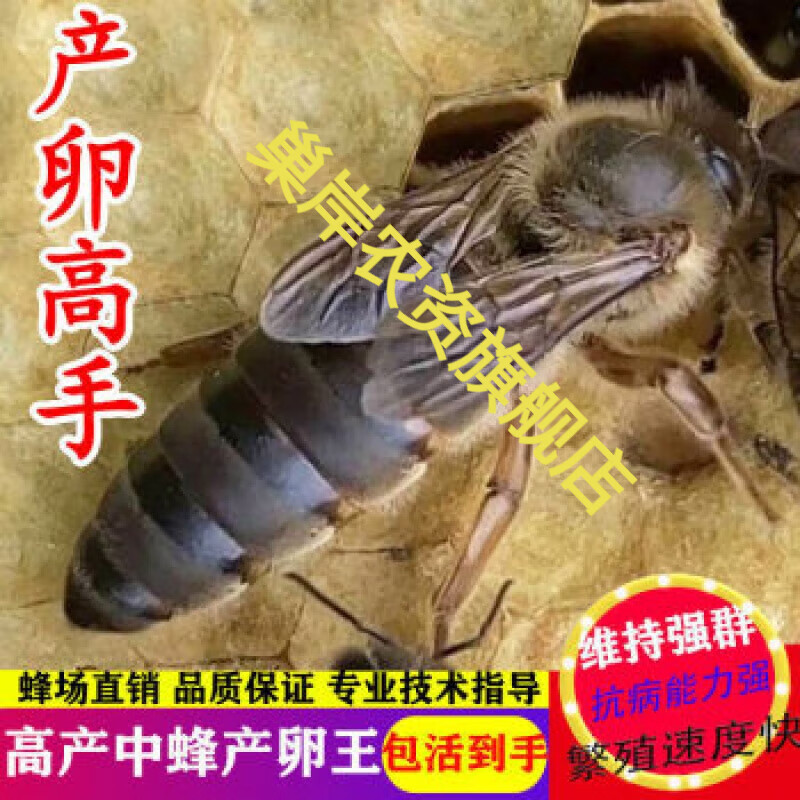 奔新农【现货秒发】中蜂蜂王种王蜜蜂蜂王活体产卵王双色杂交王07朴彩