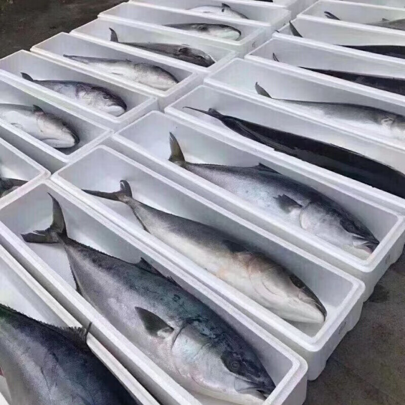 伯贤 马鲛鱼黄鰤鱼大鲅鱼黄金鲅鱼海鱼整鱼 黄金大鲅鱼【16-17斤/条】