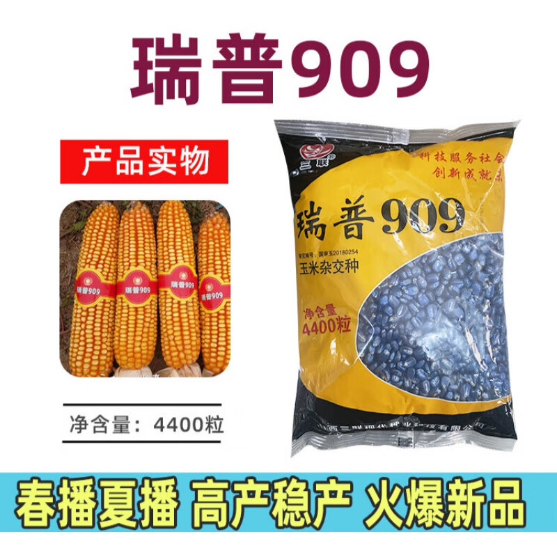 细辛瑞普909一袋4400粒 抗病国审抗旱玉米种子新五紫紫叶抗淹矮大棒春