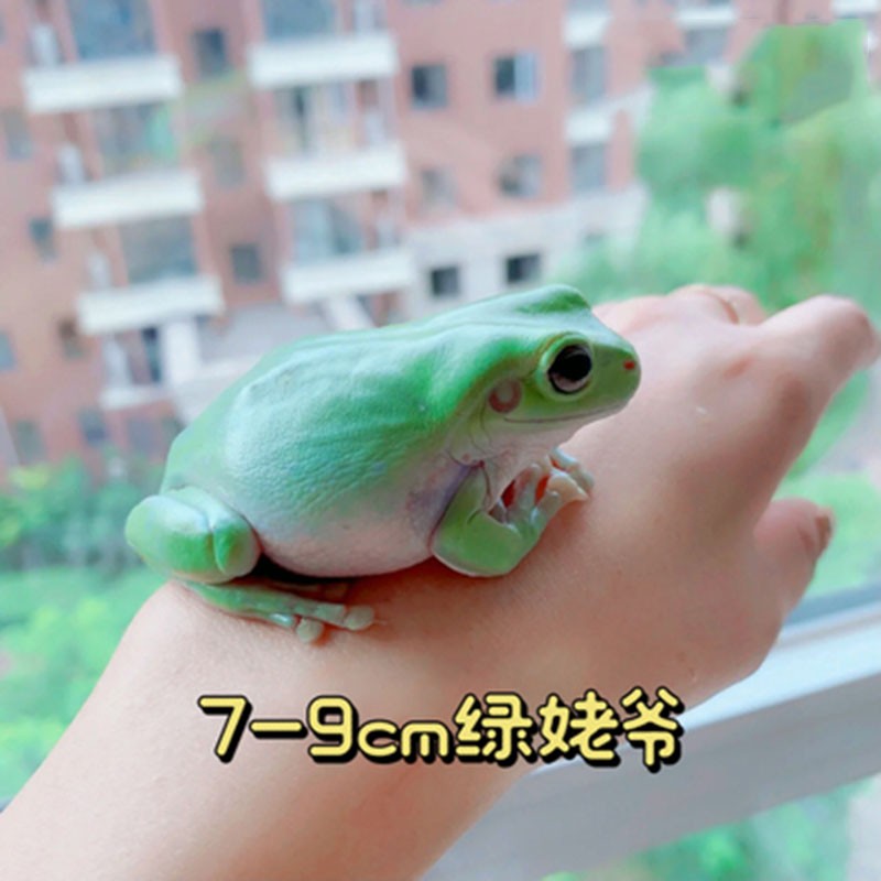 姥爷树蛙活体活物小丑蛙旅行青蛙蝌蚪澳洲蓝绿老爷树蛙宠物小青蛙家养