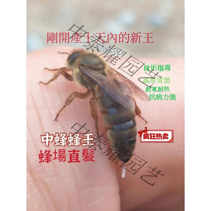中蜂种王新高产蜂王双色中蜂良种蜂王阿坝杂交开产王 百雅达 金色王