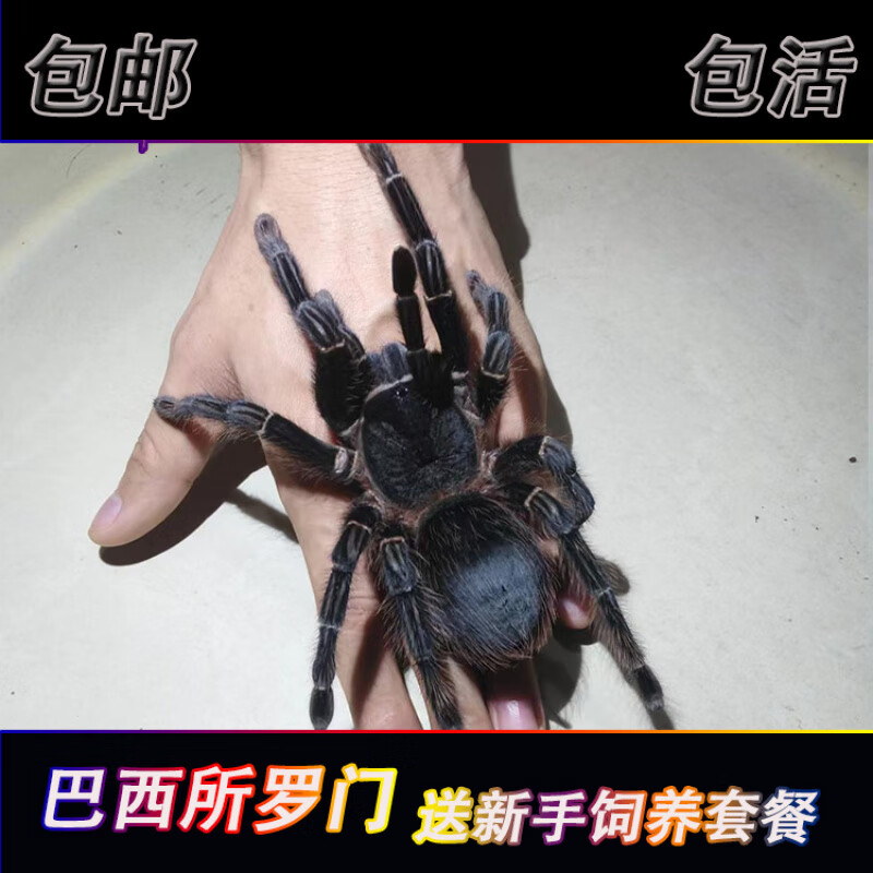 ����������֩�� 2-22cm �����ͻ������ ��ֻ0.8-1cm