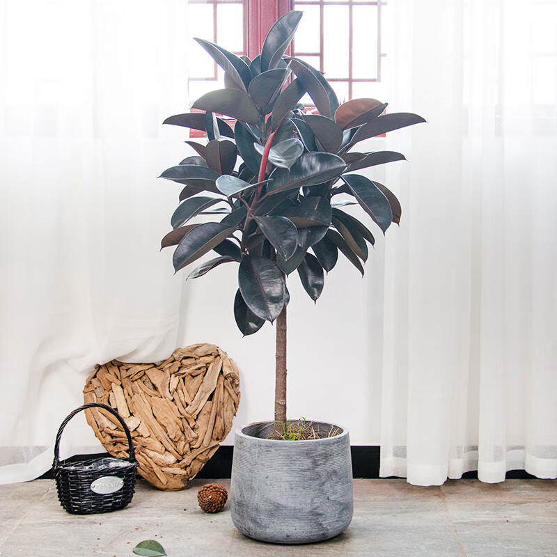 素蜜老桩黑金刚橡皮树精品棒棒糖大型盆栽客厅室内大叶花叶植物 一盆1