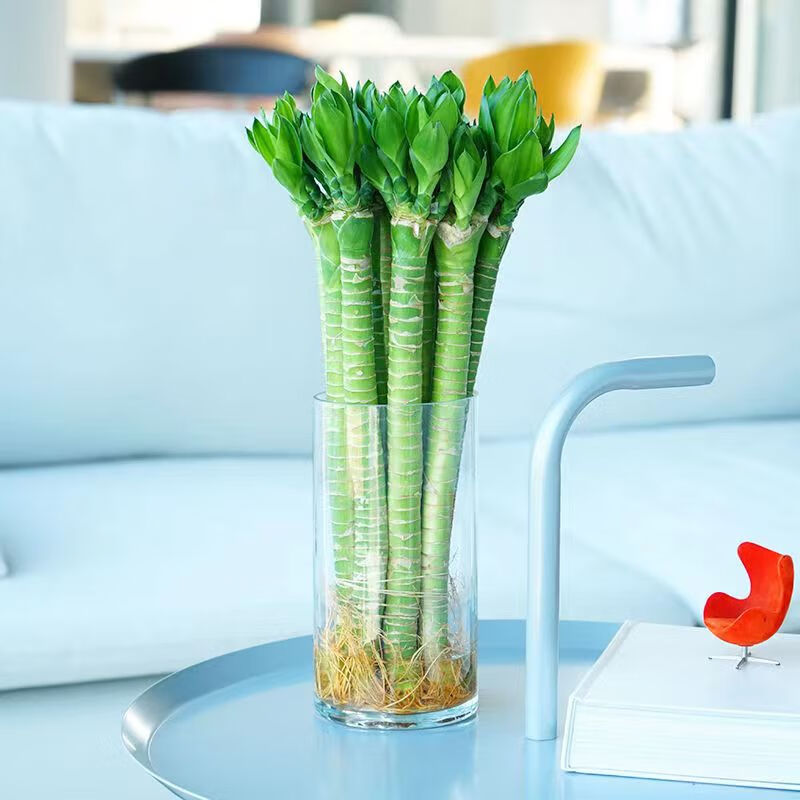 龙竹富贵竹水培植物观音竹转运幸运竹带根桌面小盆栽办公室内绿植