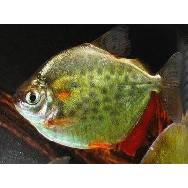 族萃粗线银板鱼黑桃a银板细线银板虎纹银板活体龙鱼配鱼豹点银板鱼 豹