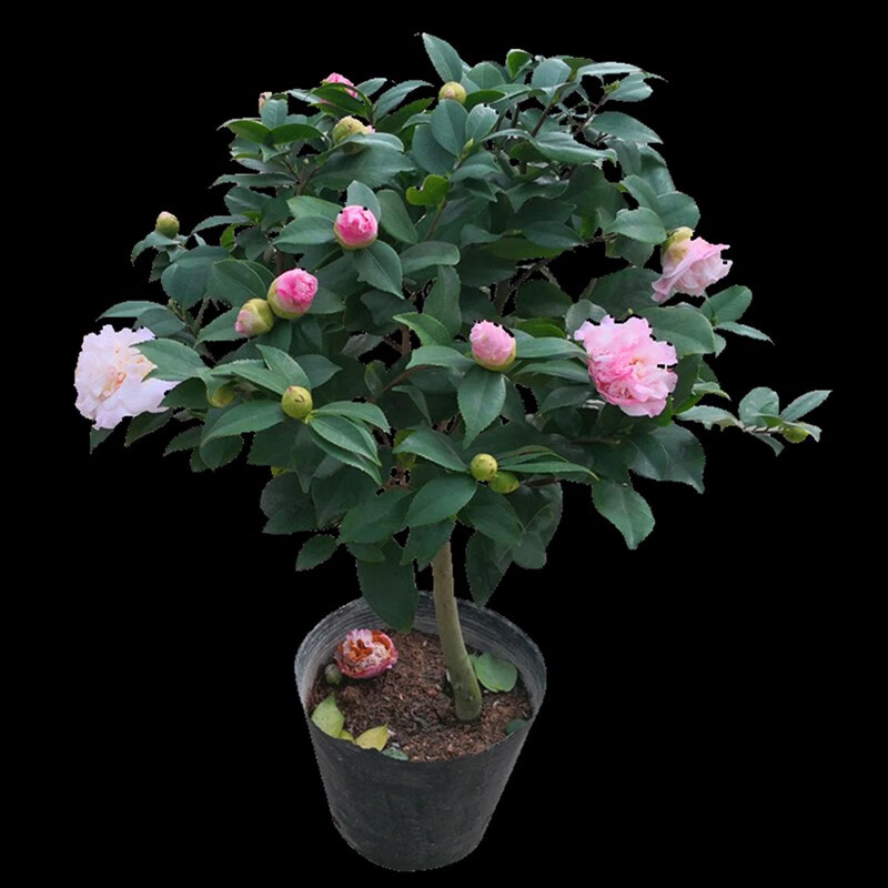 香妃茶花盆栽树苗烈浓香水茶花千里香四季阳台盆栽茶花绿植带花苞 主