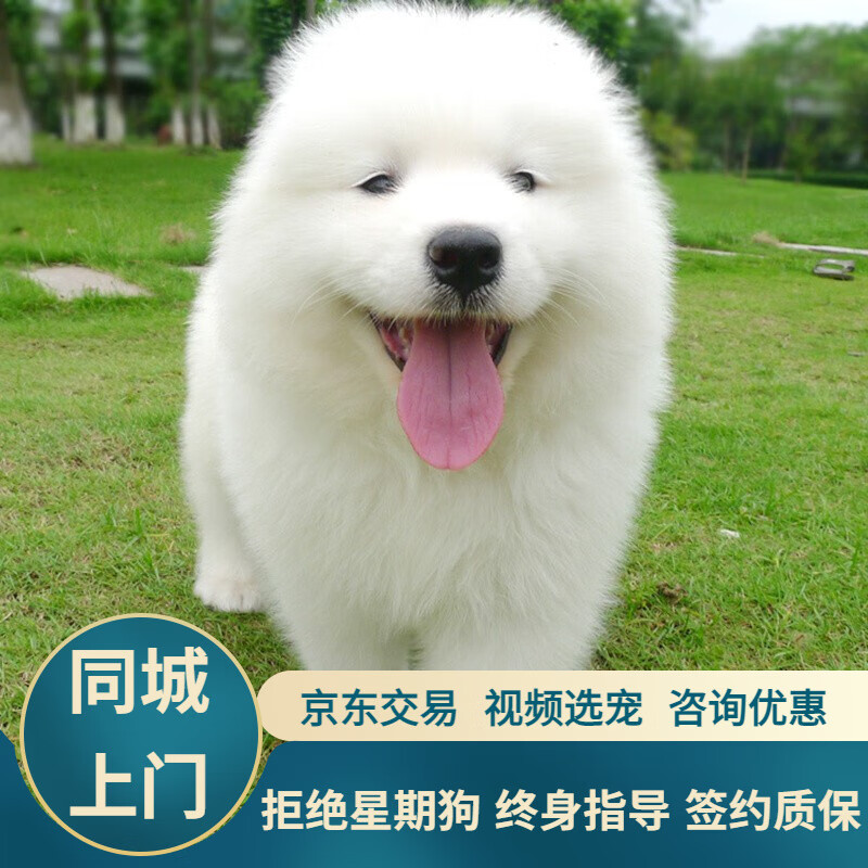 萨摩耶萨摩犬萨摩耶幼犬活体宠物狗狗活体小狗幼犬宠物狗纯种 混血