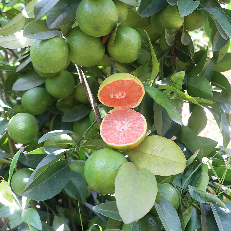 小柠檬树苗  四季香水柠檬 无籽青柠檬 盆栽庭院种植 3年苗红心柠檬苗