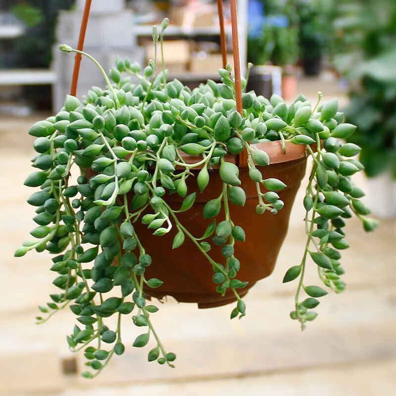 侬律 花卉珍珠吊兰盆栽 室内阳台客厅办公室垂吊植物 四季种植珍珠