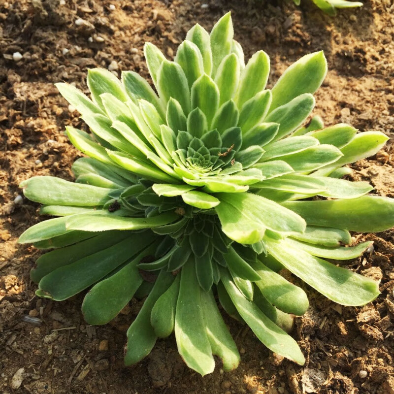 法师多肉植物法师套餐老桩黑法师万圣节铜壶欧版紫羊绒墨法师