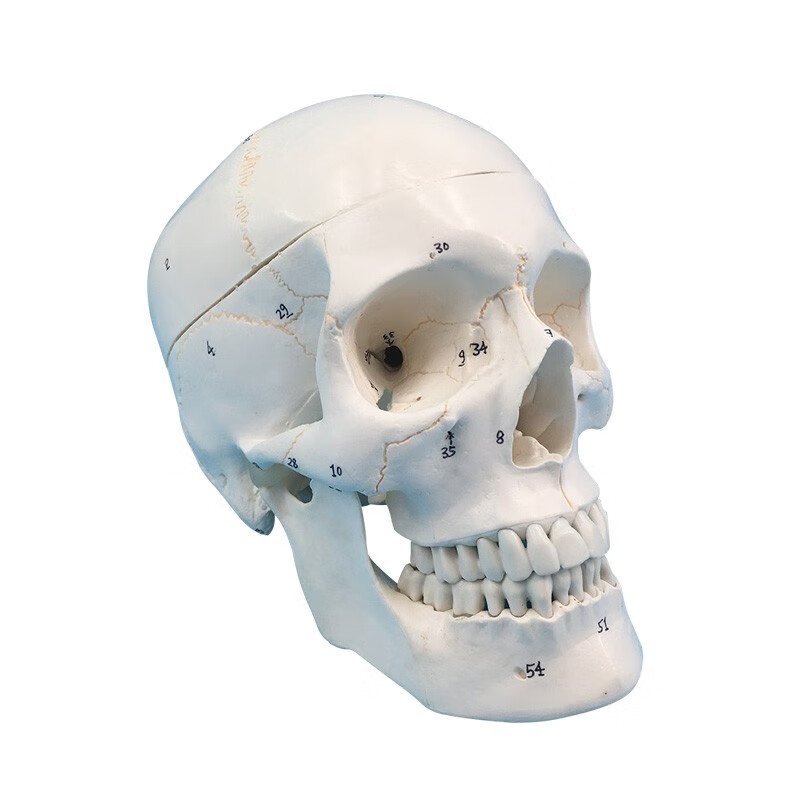 1比1自然大骨缝线头骨模型 有数字标识 头颅骨模型医学人体头颅骨
