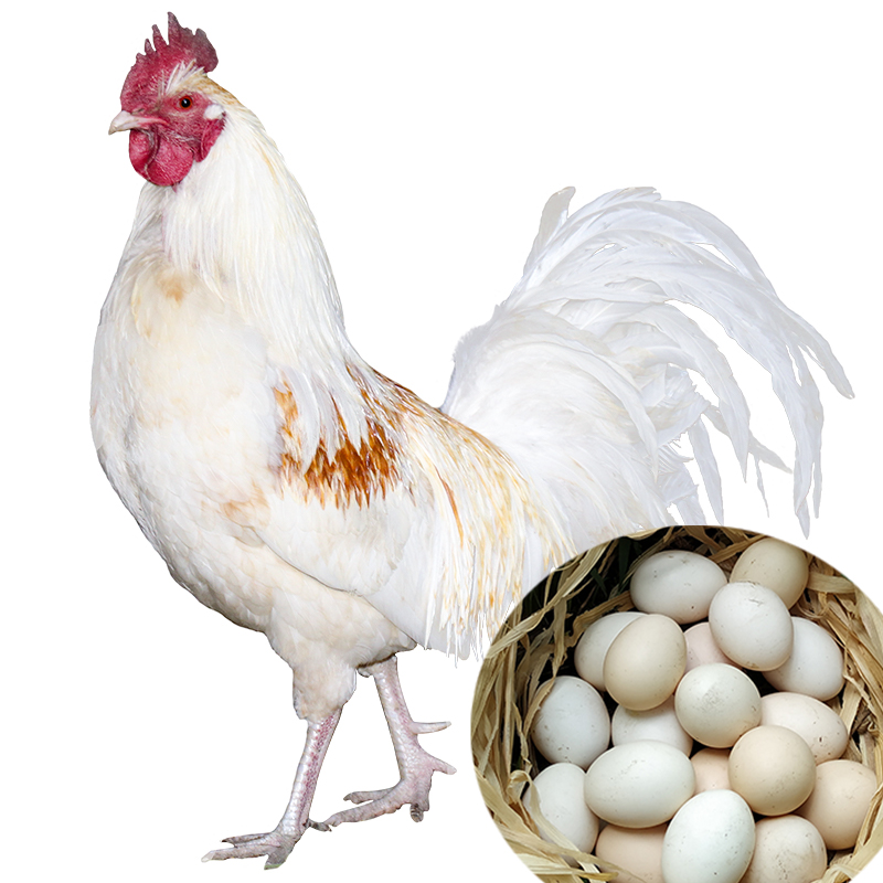 【谷凡】西藏曲水三有净土藏鸡蛋藏香鸡蛋30枚净重2.5斤来自高原的土鸡蛋藏香鸡高原土鸡蛋柴鸡蛋 40枚鸡蛋(净重3.7斤)