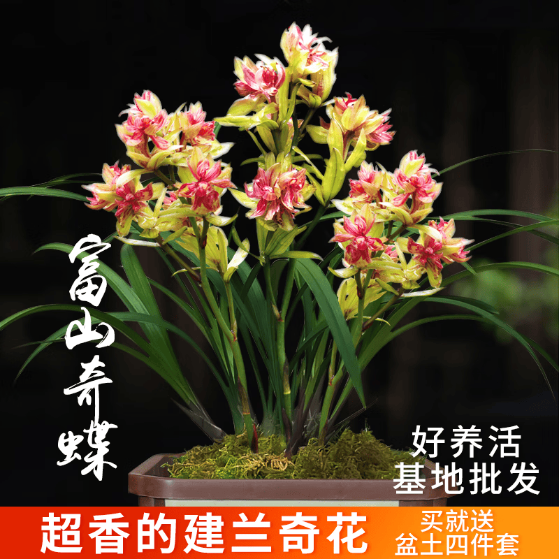 劉閣蘭花现带超多花苞建兰 富山奇蝶 奇花浓香四季兰庭院盆栽绿植花卉 富山奇蝶5苗带3花芽.配开花肥怎么看?
