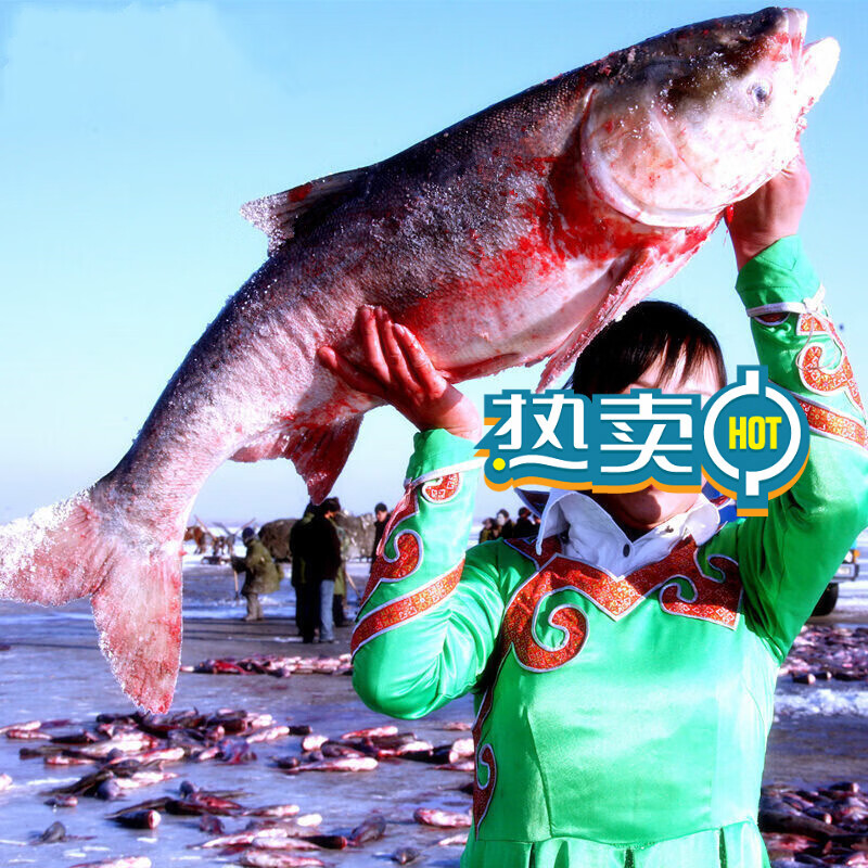 沃喜乐 查干河胖头鱼冬捕胖头鱼花鲢熊鱼黑鲢大头鱼新鲜鲢鱼鲜活现杀