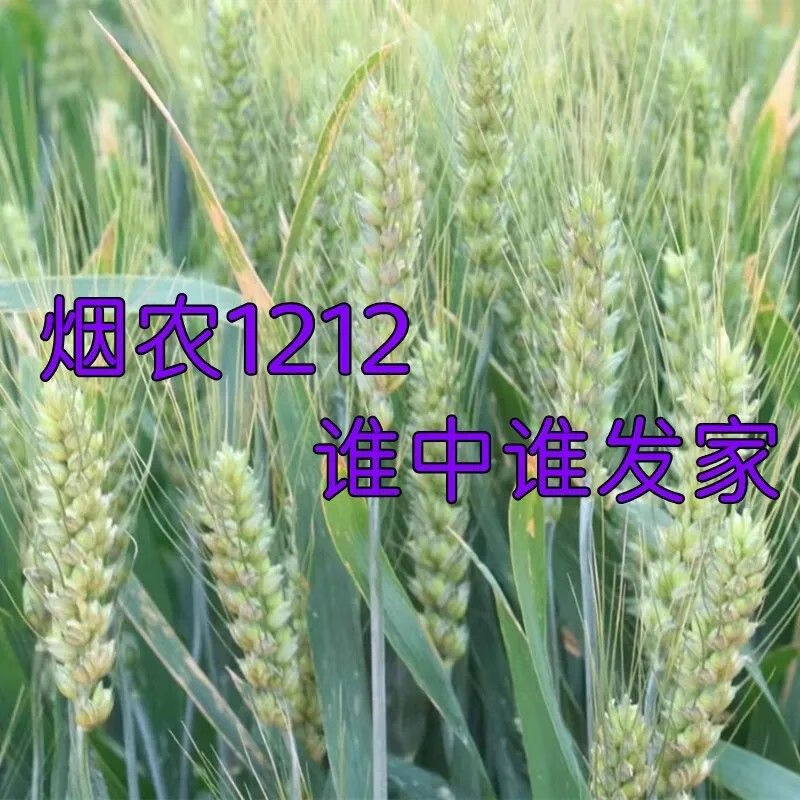 烟农1212小麦种子国审原种批发大穗矮杆抗病抗倒抗冻小麦品种 烟农1212可留种 40斤原袋怎么样,好用不?