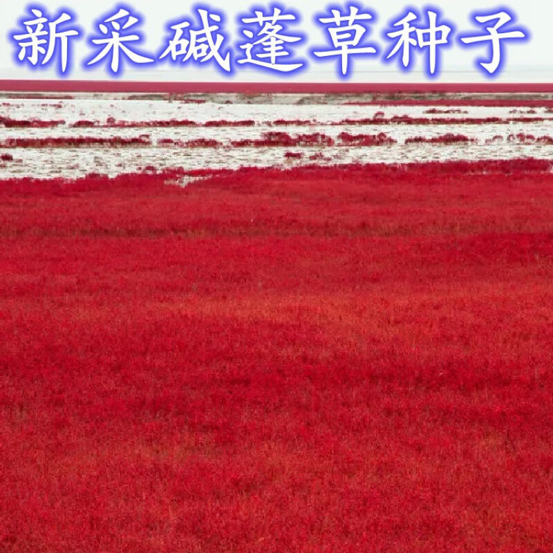 傲霜枝新采碱蓬草种子盐地碱蓬土壤改善沙地荒地耐盐碱治理护坡翅碱蓬
