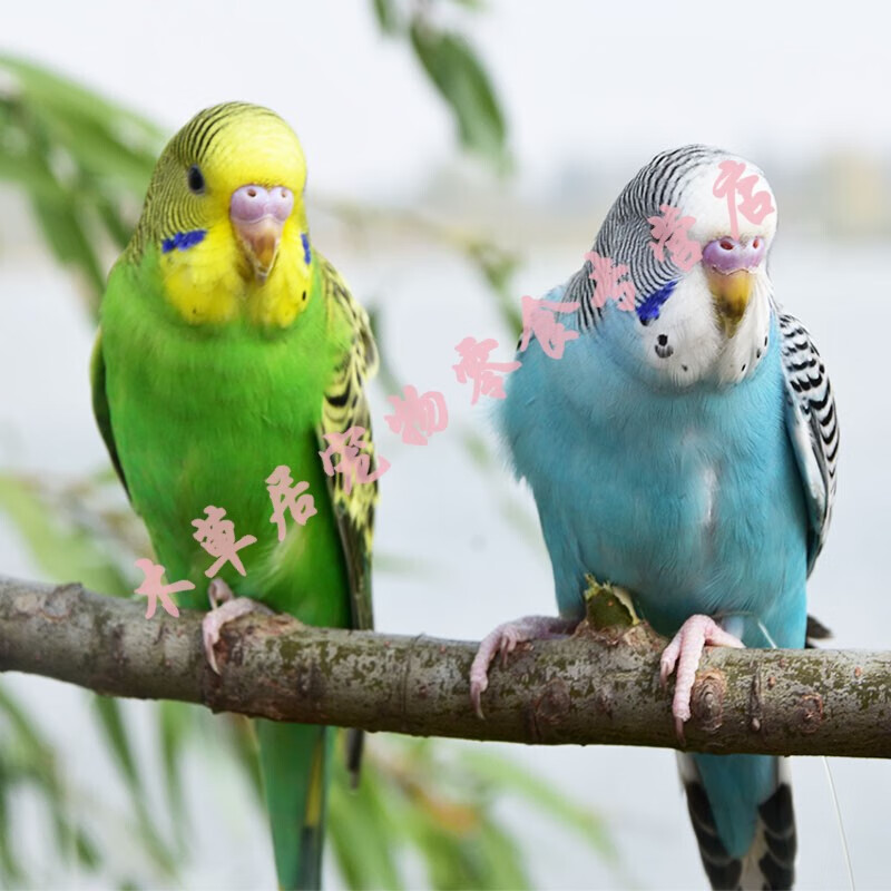 八歌幼鸟鸟雏鸟体会说话的鹦鹉体真鸟饲料 成年绿皮