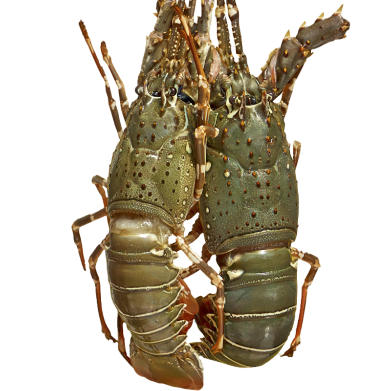 ���ڲ�����Я�縣��С����Ϻ�����Ϻ������������ʼ�ͥ�۲�����ʳ�ľ��� 1ֻ*400-500��/ֻ ��ǿ���Ƽ��� 95.96Ԫ