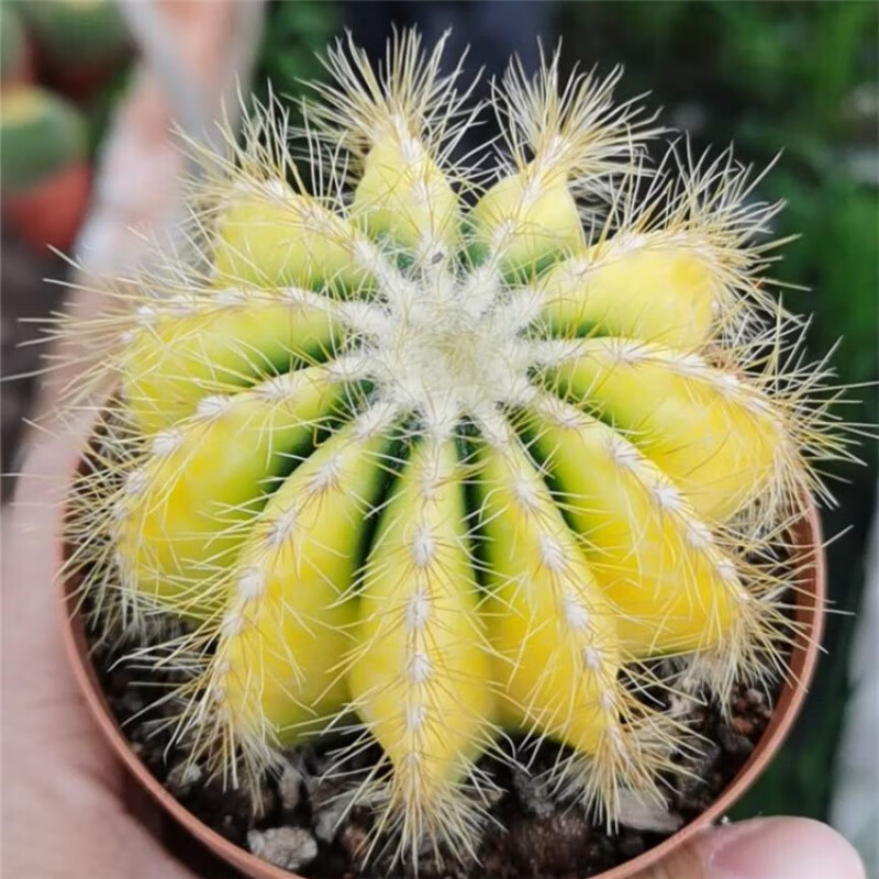 银光锦自然锦仙人球不退色易养美观室内绿植盆栽 银光自然锦不退色6