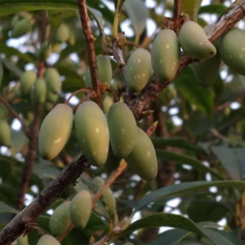 桂花树苗桂花苗盆栽金桂四季桂室内外浓香型阳台花卉绿植庭院盆景 结