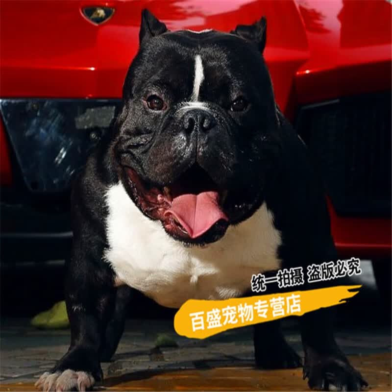 别态萌纯种恶霸犬幼犬活体 出售宠物狗 恶霸小幼崽