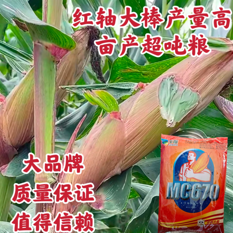 mc670批发高产玉米种子大全矮杆抗病抗倒伏农科院国审苞谷种