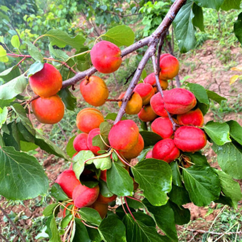 嫁接早熟杏子树苗新品种南北方种植树苗 红梅杏  6 年壮苗(多分叉