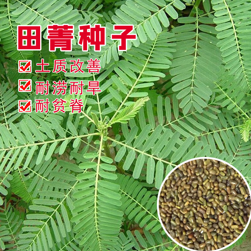 楚风汉韵牧草绿肥种籽孑田箐种子果园土壤改善碱菁涝