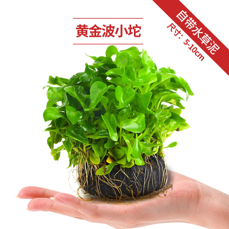 坨草植物活体直接入缸坨草懒人水榕造景水培水草趴地矮珍 黄金波小坨