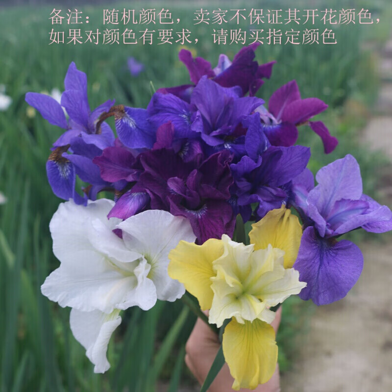 花园庭院花坛绿植别墅植物鸢尾花苗盆栽水生鲜花d9 随机颜色20株 不含