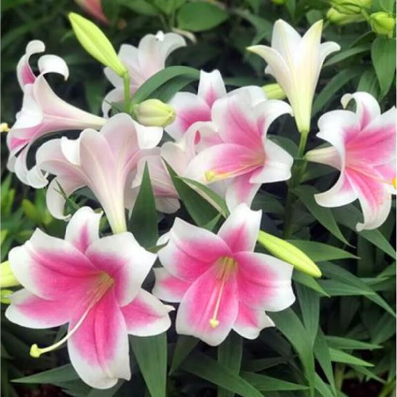 意轩香水百合花球盆栽带芽发货 四季开花好养活室内花卉 d9粉种球1个