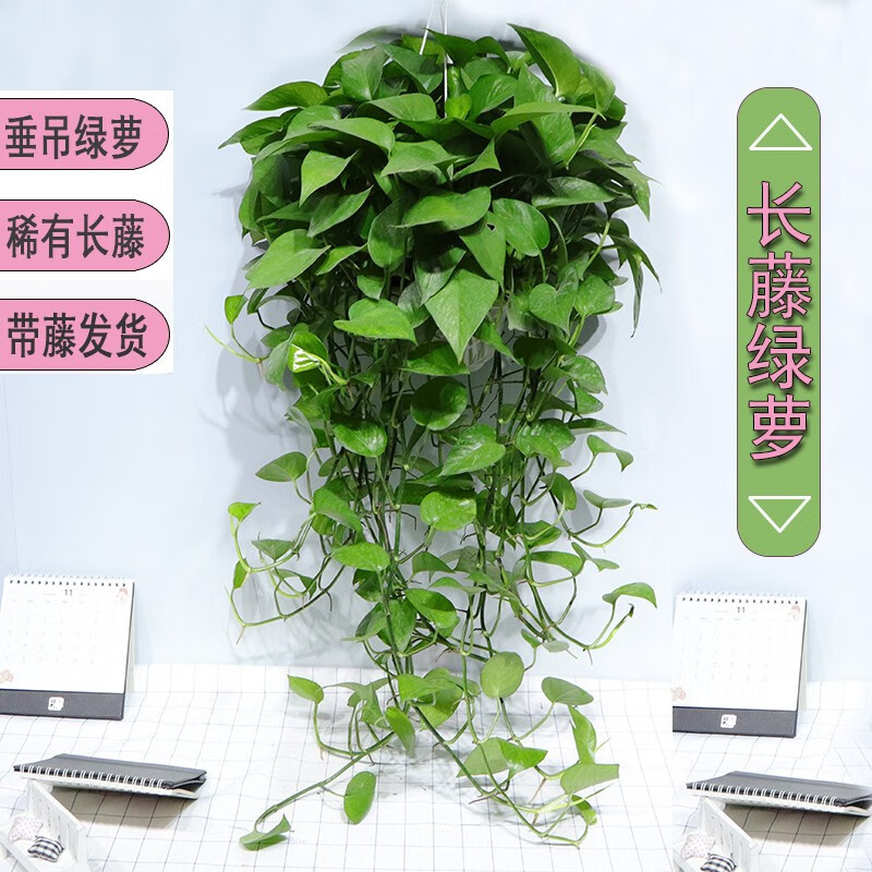 繽賢長(zhǎng)藤款垂吊植物爬墻綠植大盆綠蘿長(zhǎng)藤吊蘭水培綠蘿盆栽室內(nèi)大藤 精品長(zhǎng)藤綠蘿原盆
