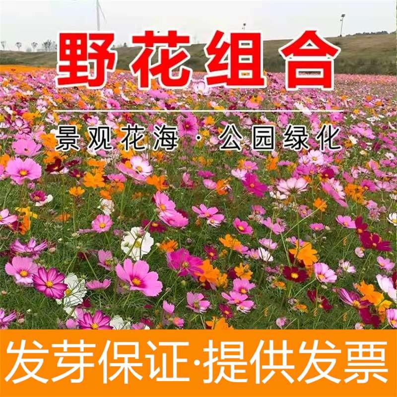 季开花易活百日草庭院室外波斯菊格桑花种子花籽 野花组合种子1000粒
