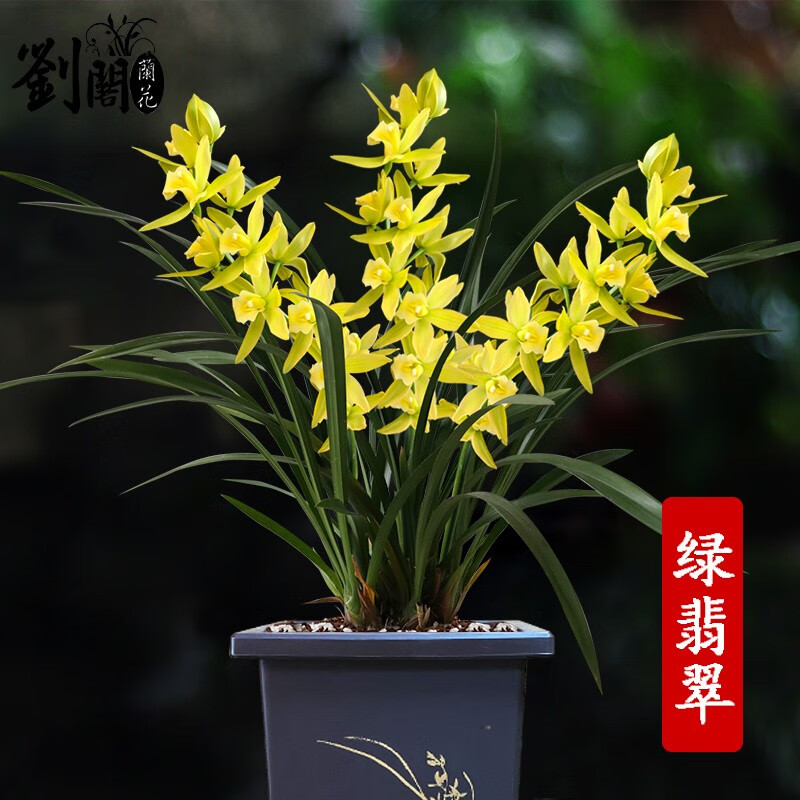 劉閣蘭花兰花苗 建兰带金边艺四季香 夏带花苞出售好养室内花卉盆栽