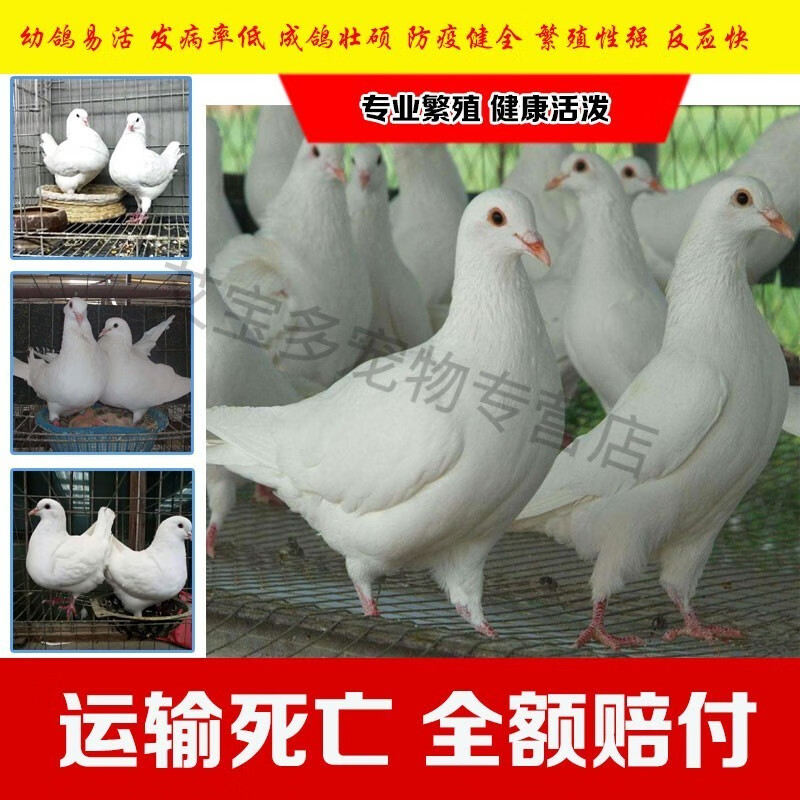 繁殖白色鸽子瓦灰雨点红轮石板麒麟花黑金刚赛鸽肉鸽白羽王观赏鸽幼鸽