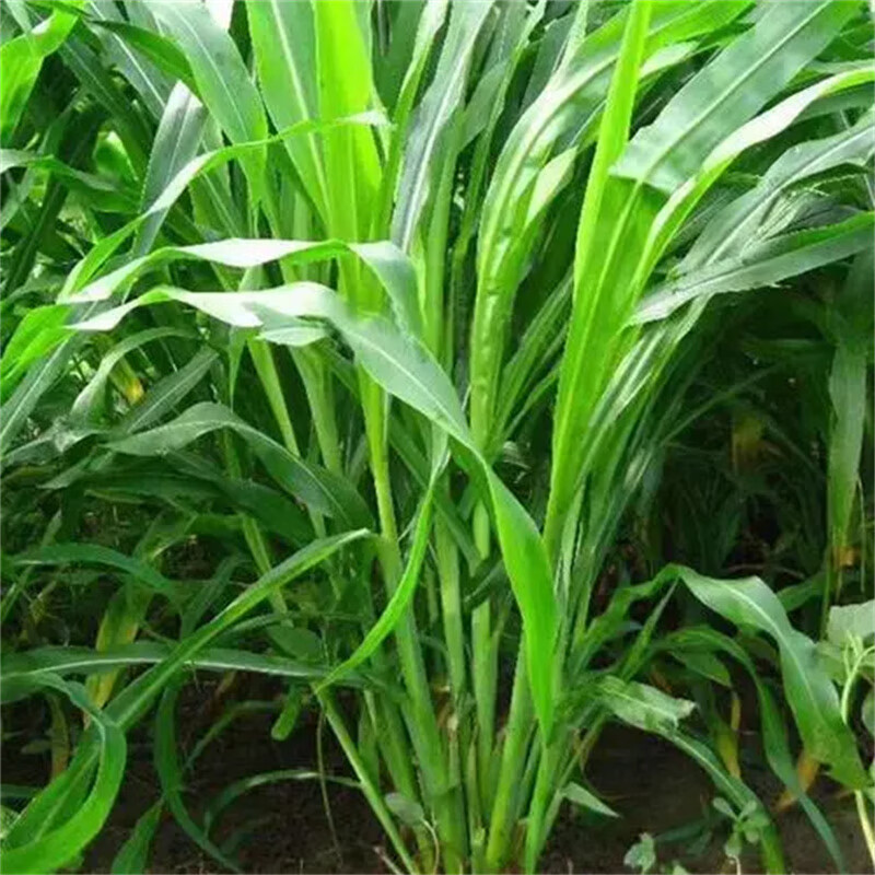 玥缪高丹王草种籽苏丹草种子四季牧草种子喂猪牛羊鱼兔草籽 高丹王1斤