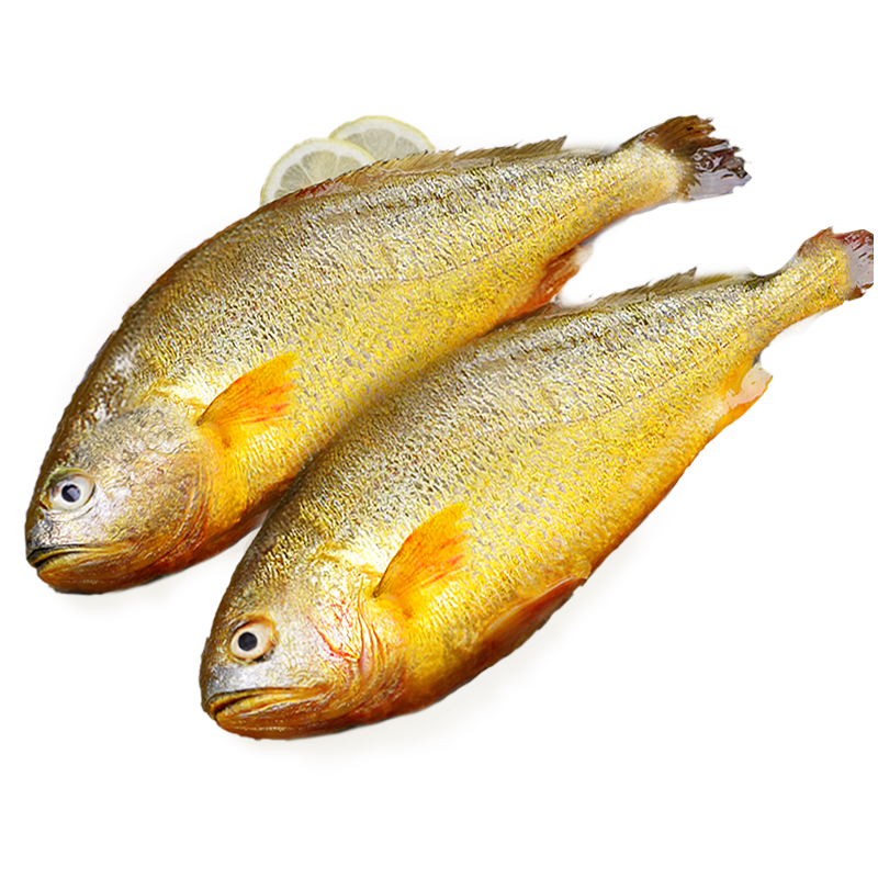 缤鲜 山东 生鲜水产鱼类大黄花鱼净重600g-700g/条 共3条-源头直发