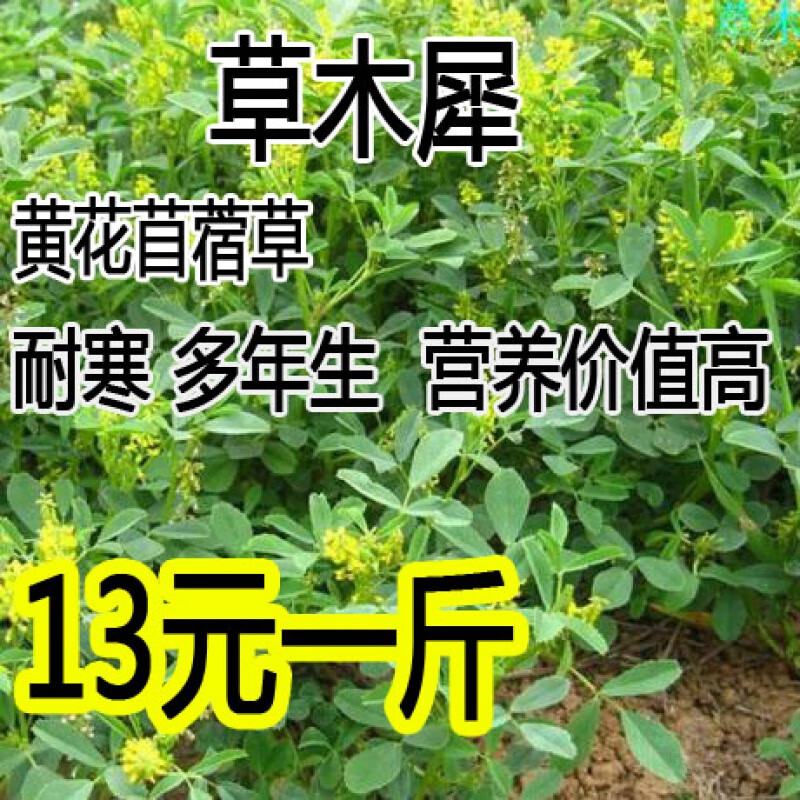花乡邻里草木樨种子 草木犀 蜜源植物 黄花草 牧草型 绿肥 耐寒耐贫瘠