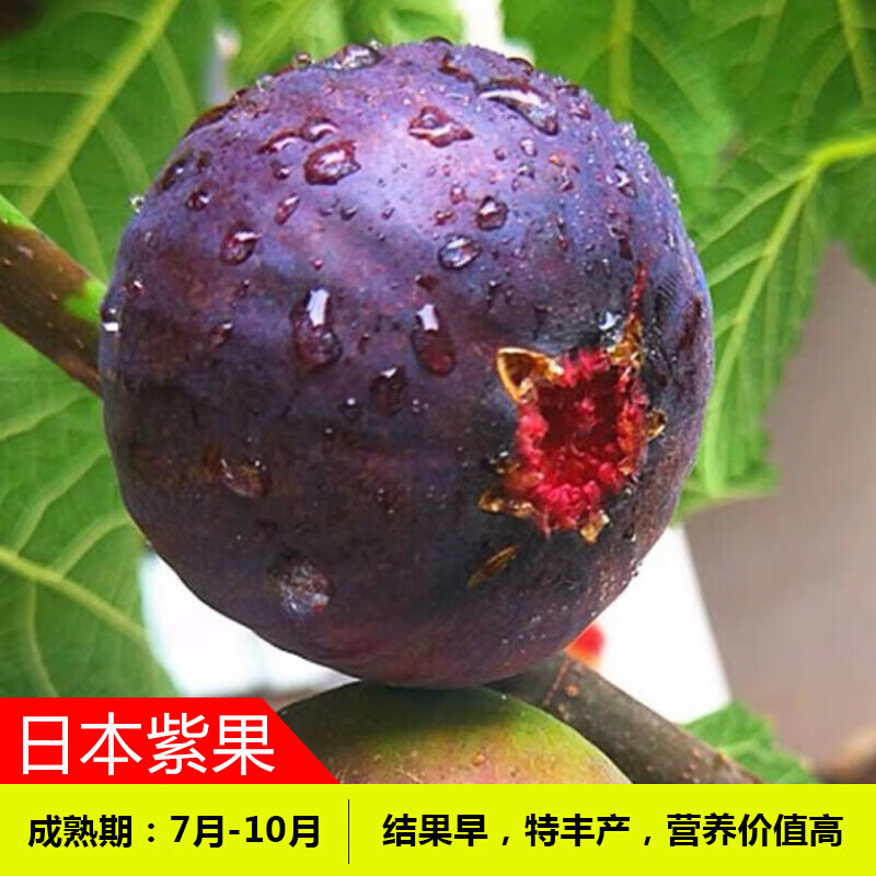 阿木木 嫁接无花果树苗 特大波姬红庭院阳台盆栽地栽果树苗南方北方种植 紫果5年苗（当年结果）