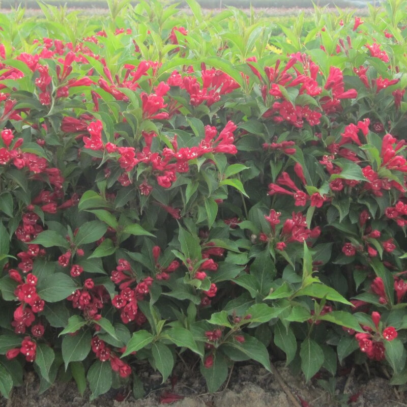 五彩锦带花 树苗锦带花苗庭院绿化树种红王子锦带花苗花叶锦带 红王子
