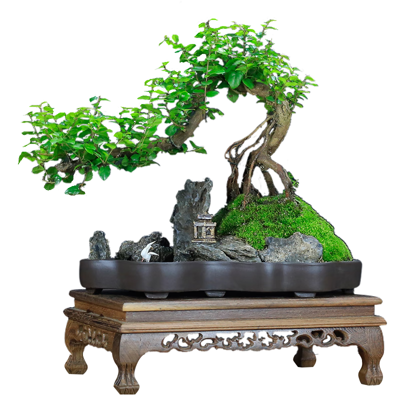 �������СҶȸ÷�辰ɽˮ��ɽֲ����׮������׮�칫���ڿ���������ֲ���� ɽˮʯ�� ȸ÷ ľ���� 239Ԫ