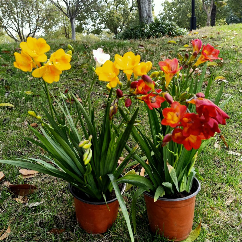 春沭香雪兰盆栽重瓣带花多年生球根植物自立无梗室外喜阳露天栽培