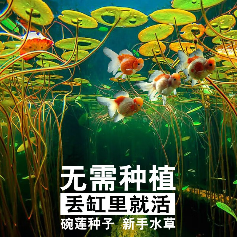 了解吐槽蓝宝水草种子怎么样，看了就知道了