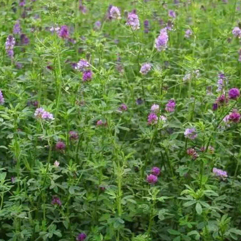 花如嫣紫花苜蓿草籽牧草种子畜牧四季牧草种籽高单草黑麦草鱼草种猪